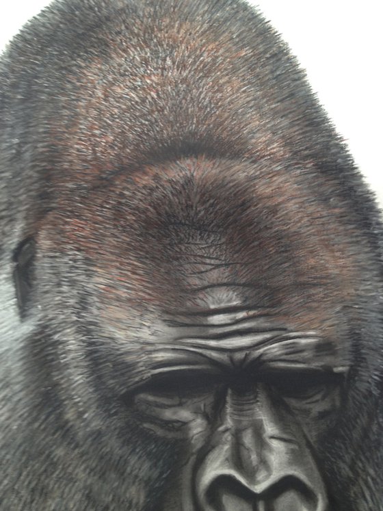 Gorilla