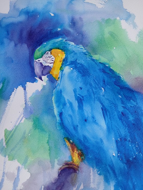 parrot 17