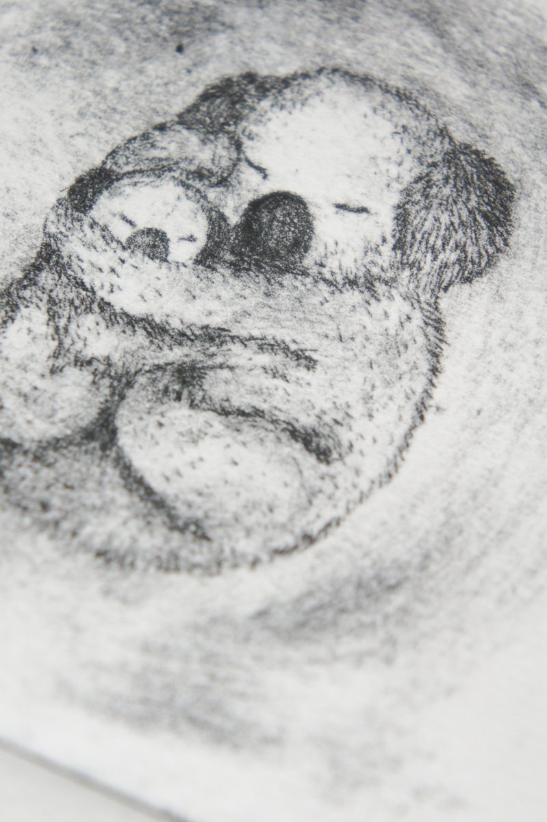 Illustrative Animal Etchings & Engravings By Victoria Lucy Williams, 8 X 9", Koala Bear Mother And Baby, Original Artwork
