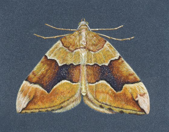 Cidaria fulvata