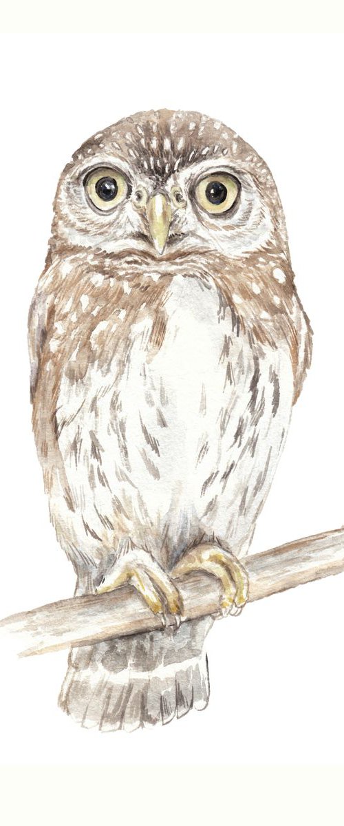 Owl Original Watercolor by Lauren Rogoff