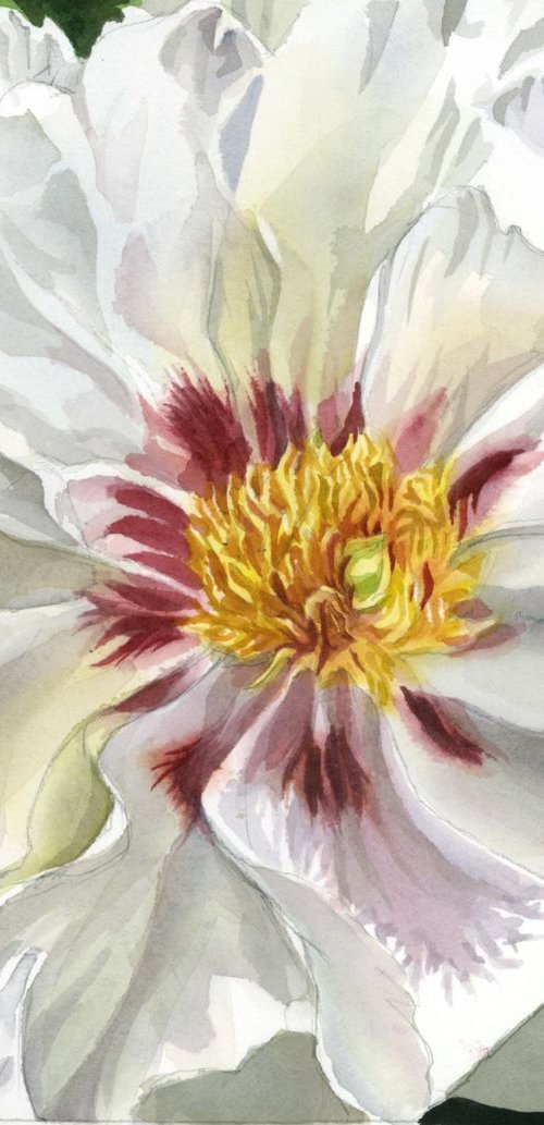 white peony by Alfred  Ng