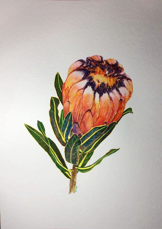 Protea-neriifolia