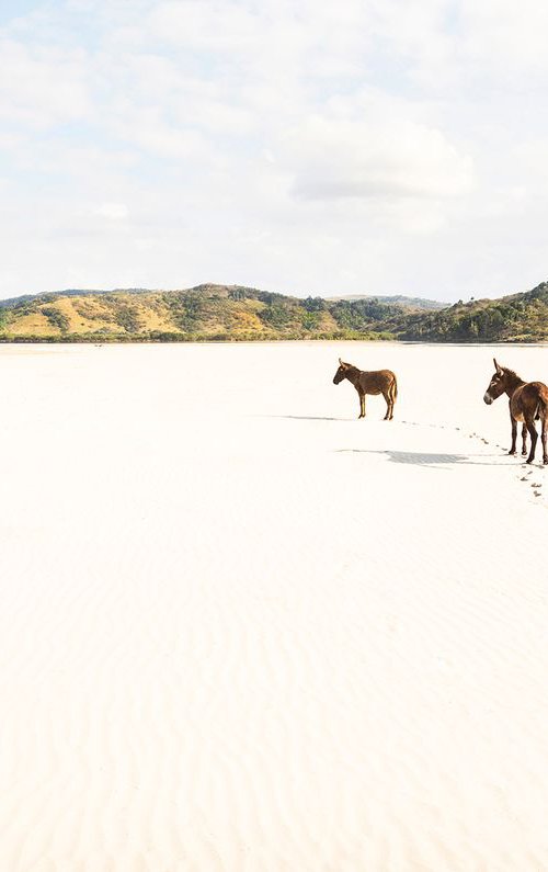 DONKEY TRACKS by Andrew Lever