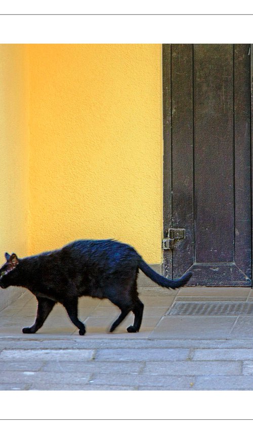 Nameless Cat 1 by Beata Podwysocka