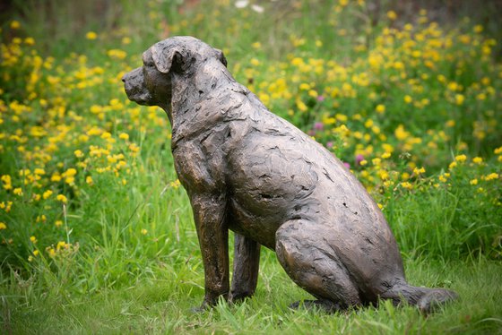 Sitting Crossbreed Dog BR