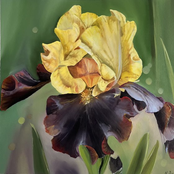 Yellow Burgundy Irises