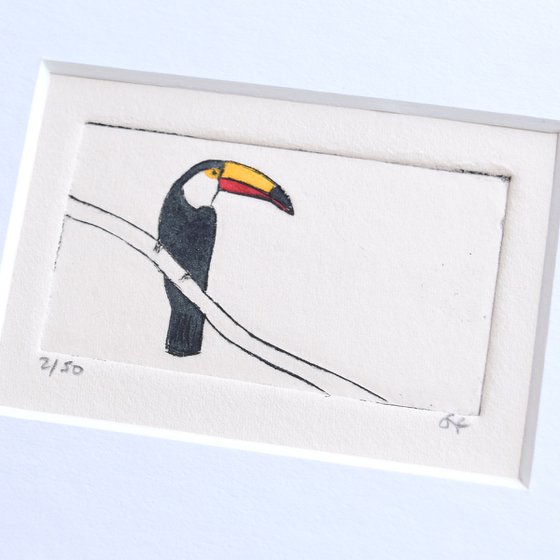 Small framed toucan