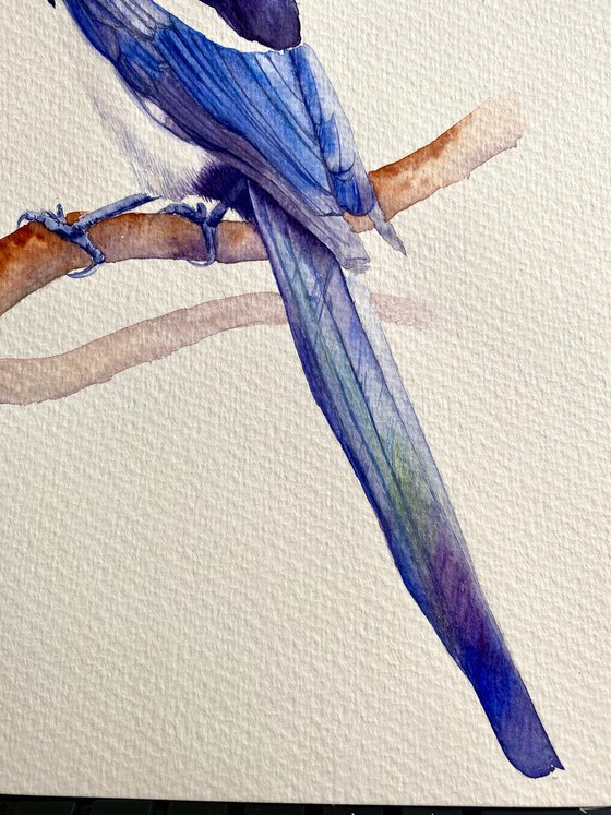 Watercolour bird magpie sitting on a branch in the rays of the sun 3