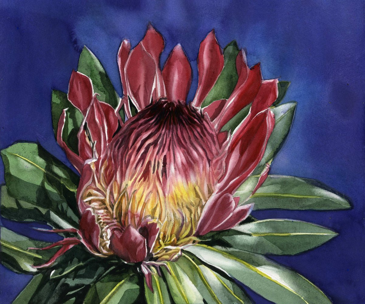 protea watercolor Watercolour by Alfred Ng | Artfinder