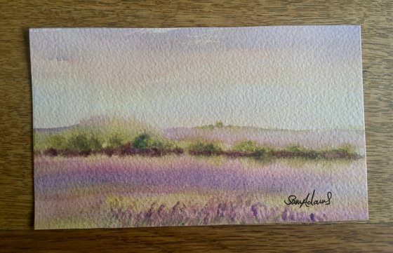 Lavender fields, near Salisbury, Wiltshire