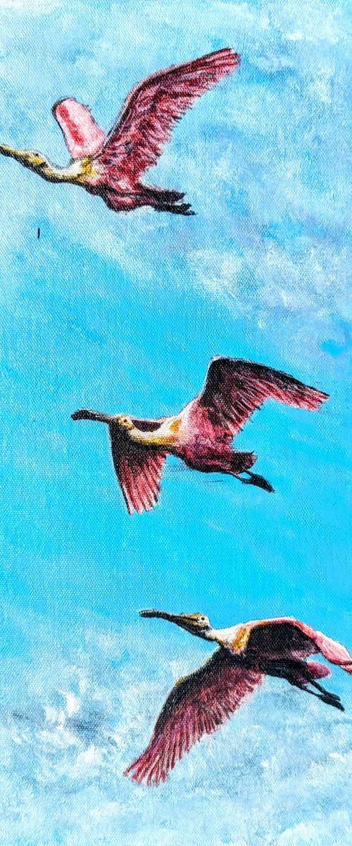 3 Roseate Spoonbill by Robbie Potter