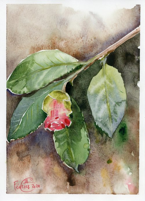 Camellia buds by Tatyana Tokareva