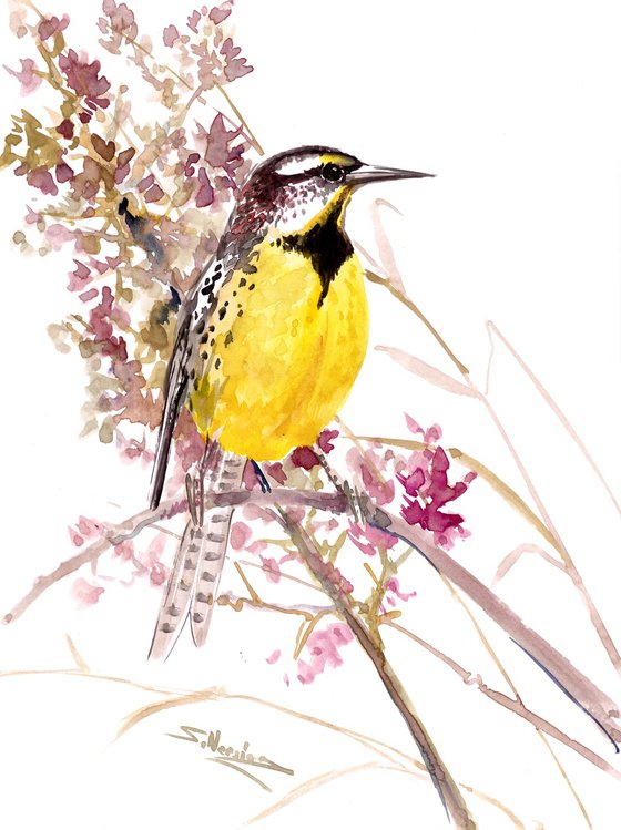 Eastern Meadowlark