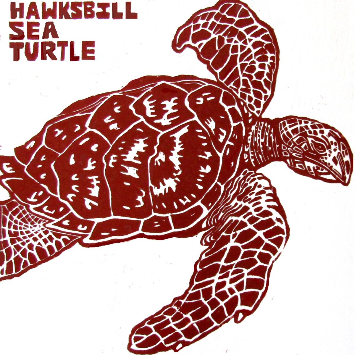 HAWKSBILL SEA TURTLE by Laurel Macdonald