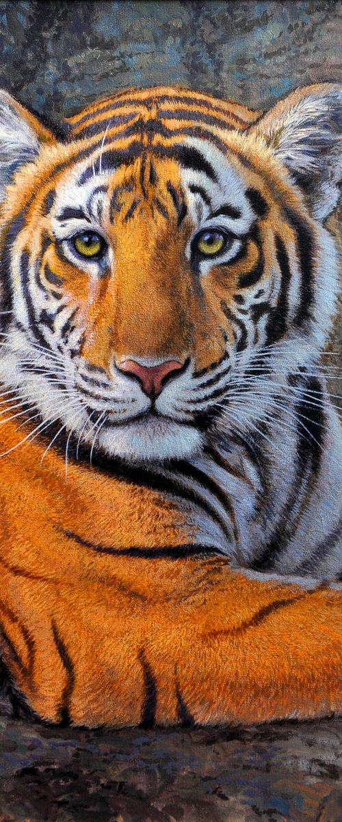 Tiger cub by Gabriel Hermida
