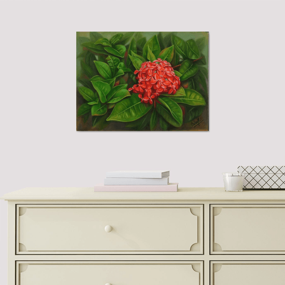 Ixora