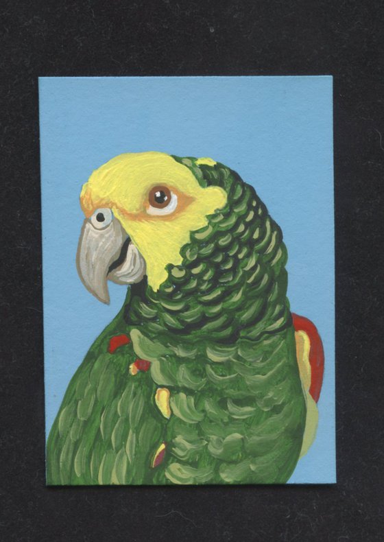 ACEO ATC Original Miniature Painting Double Yellow Head Amazon Parrot Pet Bird Art-Carla Smale