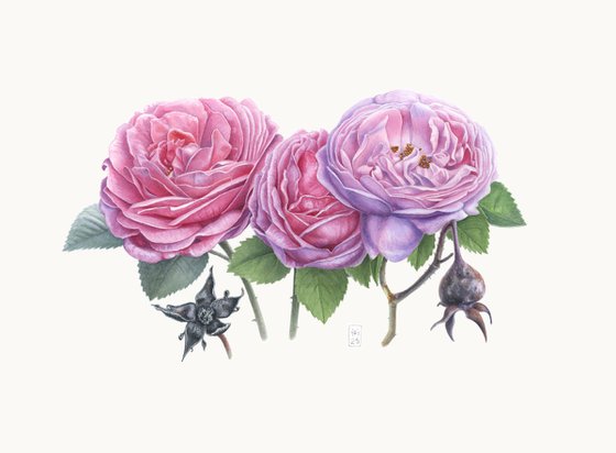 Garden Roses