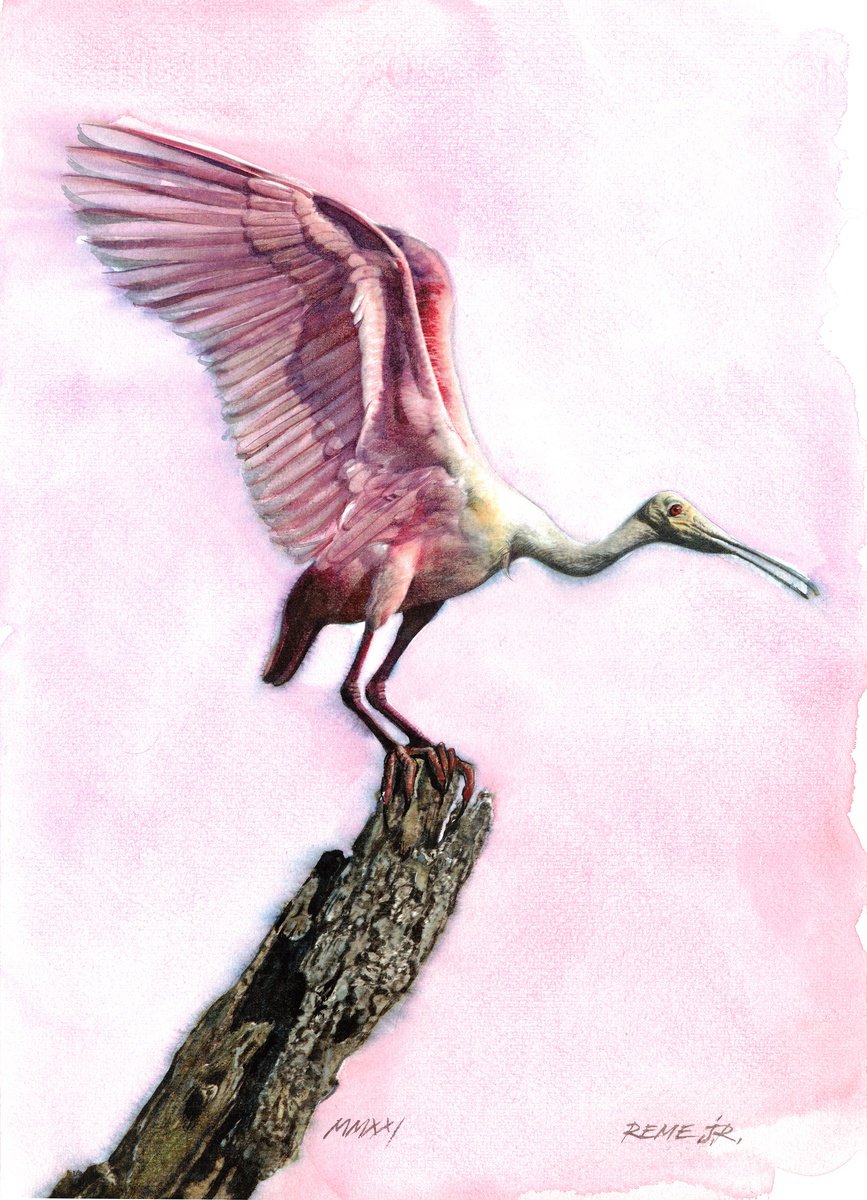 Photorealistic Animal Watercolour By Reme Jr., 10 X 14", Roseate-Spoonbill - Bird Cxxxiv, Original Artwork