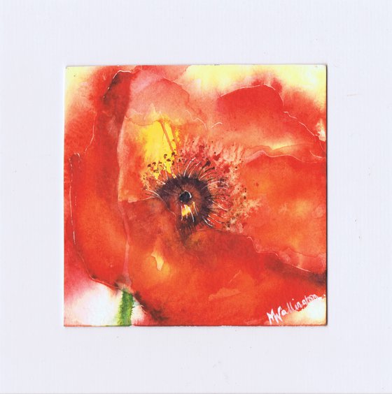 Red Poppy mini