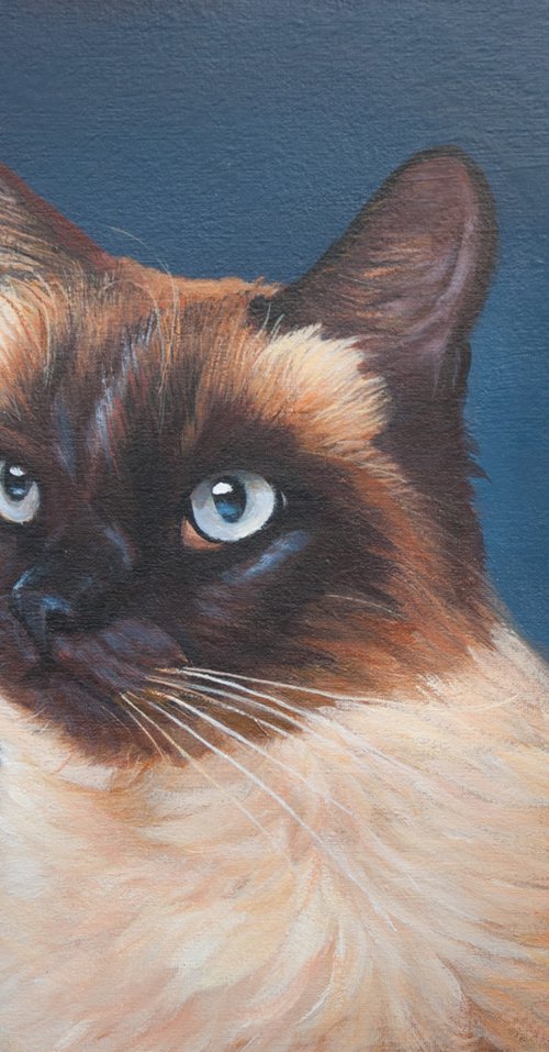 Siamese cat 3 by Norma Beatriz Zaro