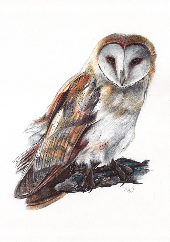 Barn Owl - Bird Portrait (Realistic Ballpoint Pen Drawing)