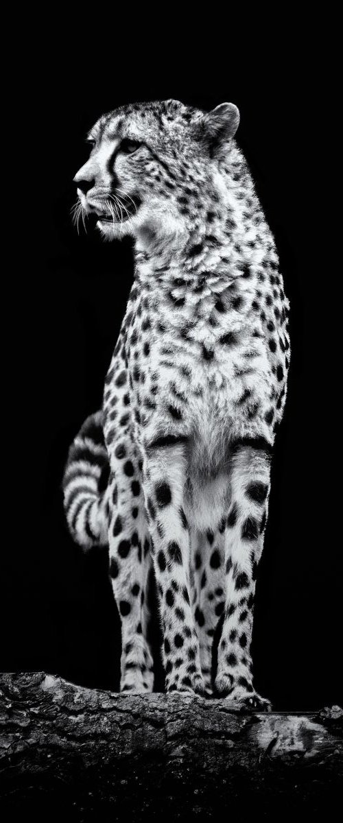 Beautiful Chetah staring on a branch by Paul Nash