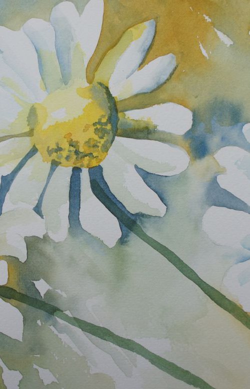 Daisies by Silvie Wright