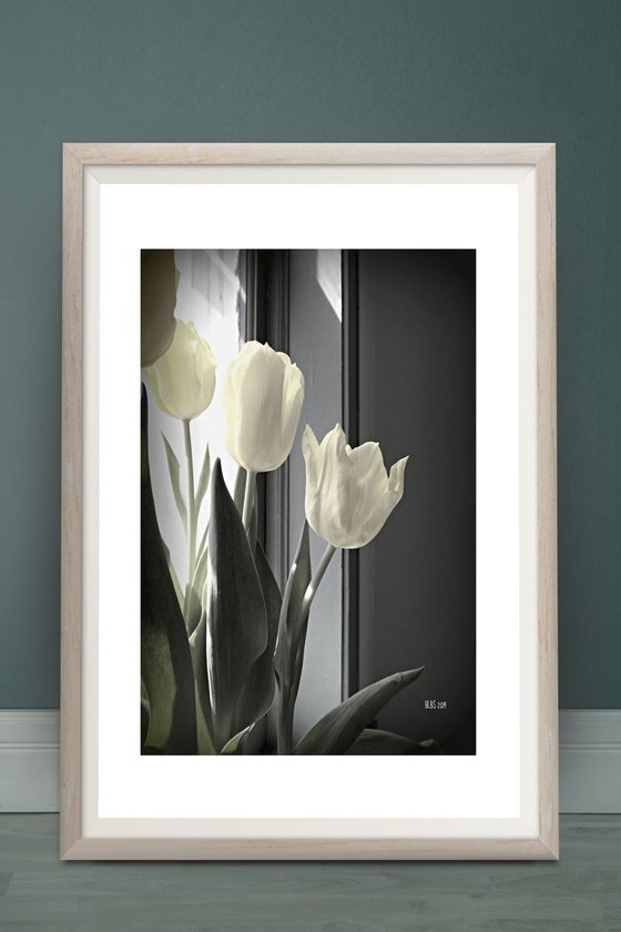 Tulips in Spring Light