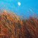 Moonrise by Yuanyuan Liu