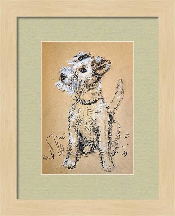 Wire fox Terrier - Pet dog