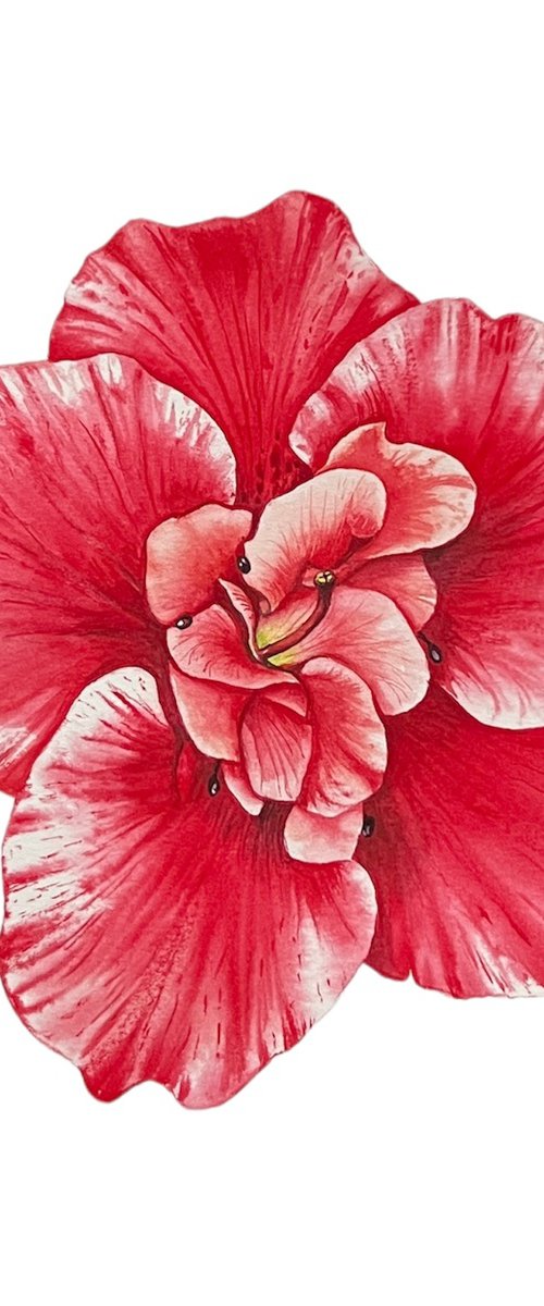 Red azalea. Original watercolor artwork. by Nataliia Kupchyk