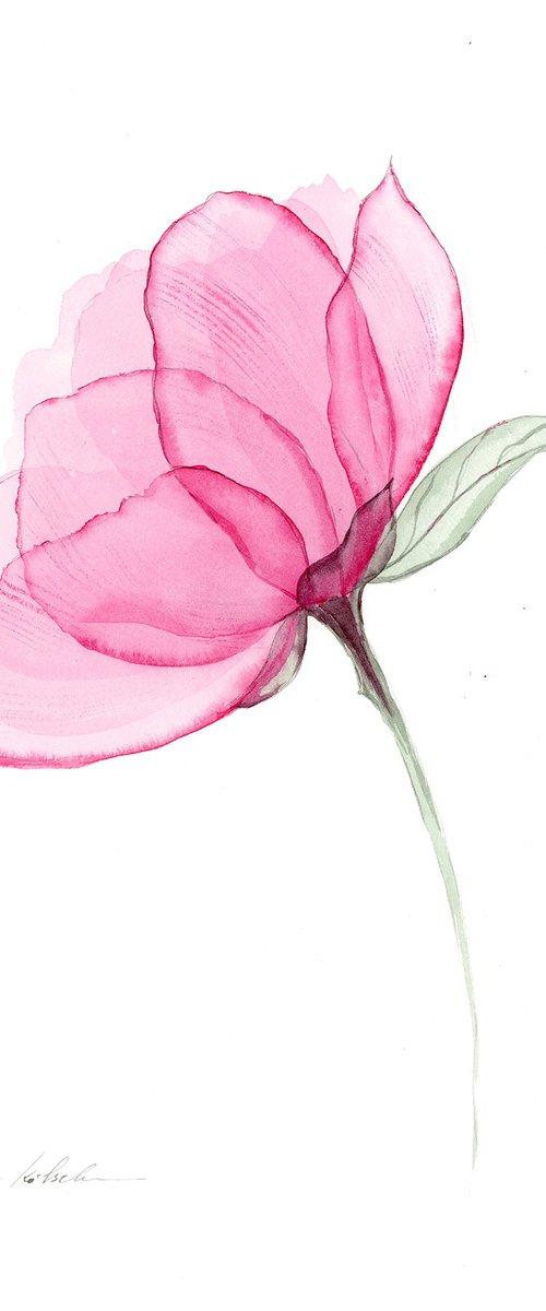 Transparent Pink Peony by Olga Koelsch