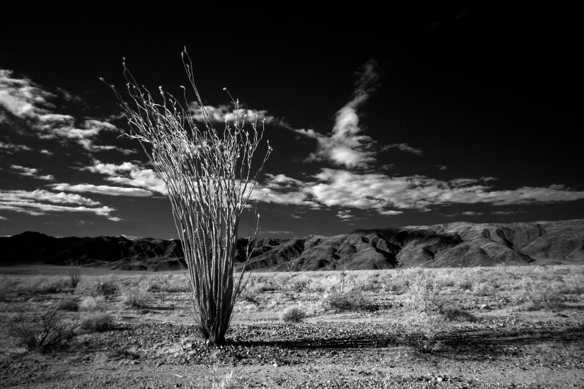 Until the Dawn Breaks - Sunrise in the Pinto Basin by Mark Hannah