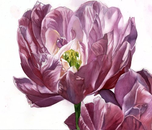 spring ranunculus floral watercolor by Alfred  Ng