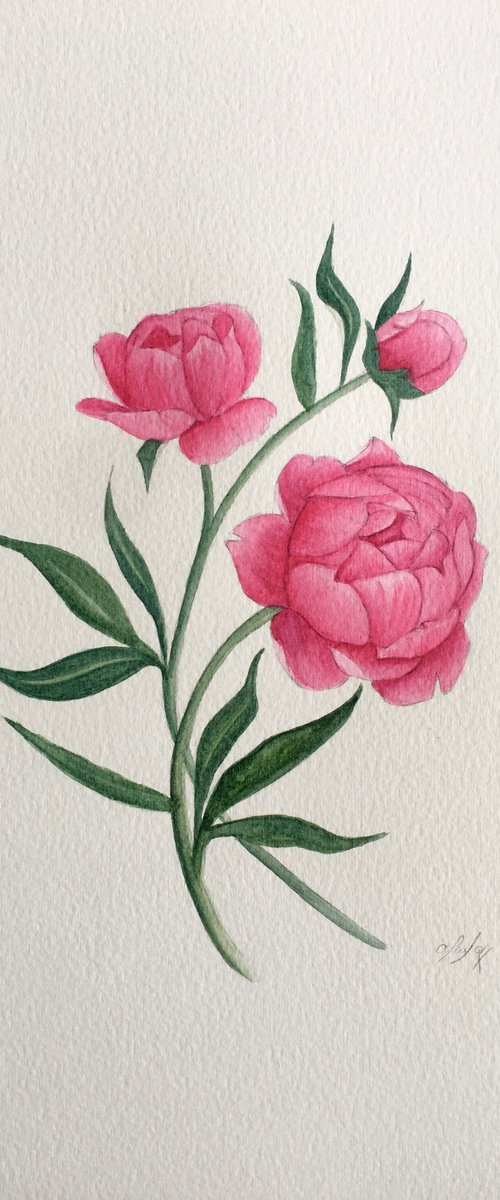 Peonies by Amelia Taylor
