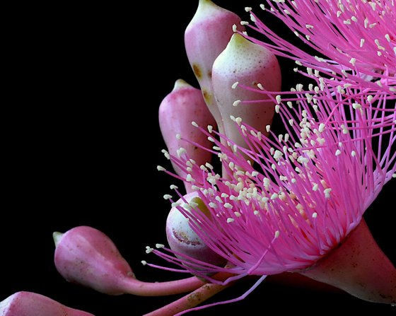 Pink Blossoming Gum