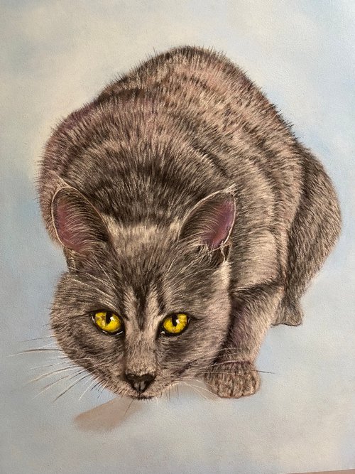 Grey cat by Maxine Taylor