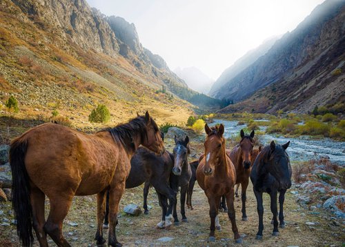 Wild Horses of Kyrgyzstan (Metal Print) Ready To Hang by Serge Horta
