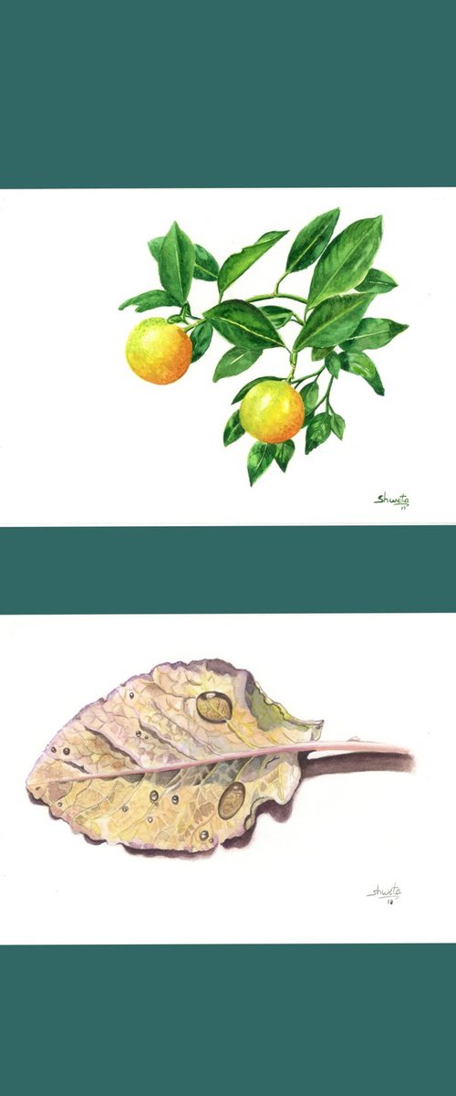 Citrus branch and the dried leaf by Shweta Mahajan