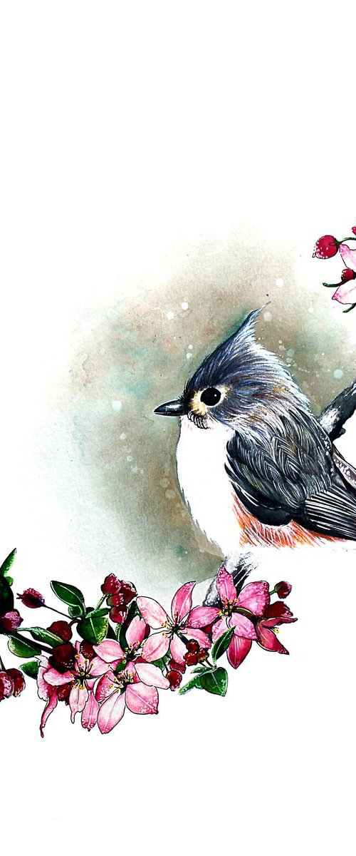 Grey bird (tufted titmouse) by Haejin Yoo