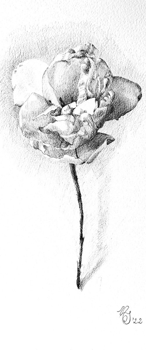 Winter tulip, pencil by Natasha Sokolnikova