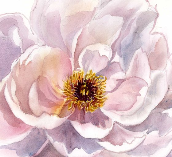 soft pink peony watercolor