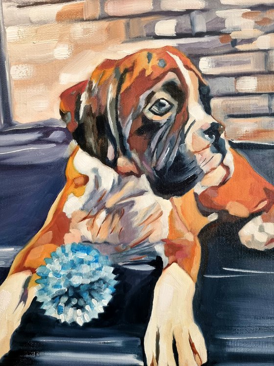 Boxer puppy - oil painting 30*40
