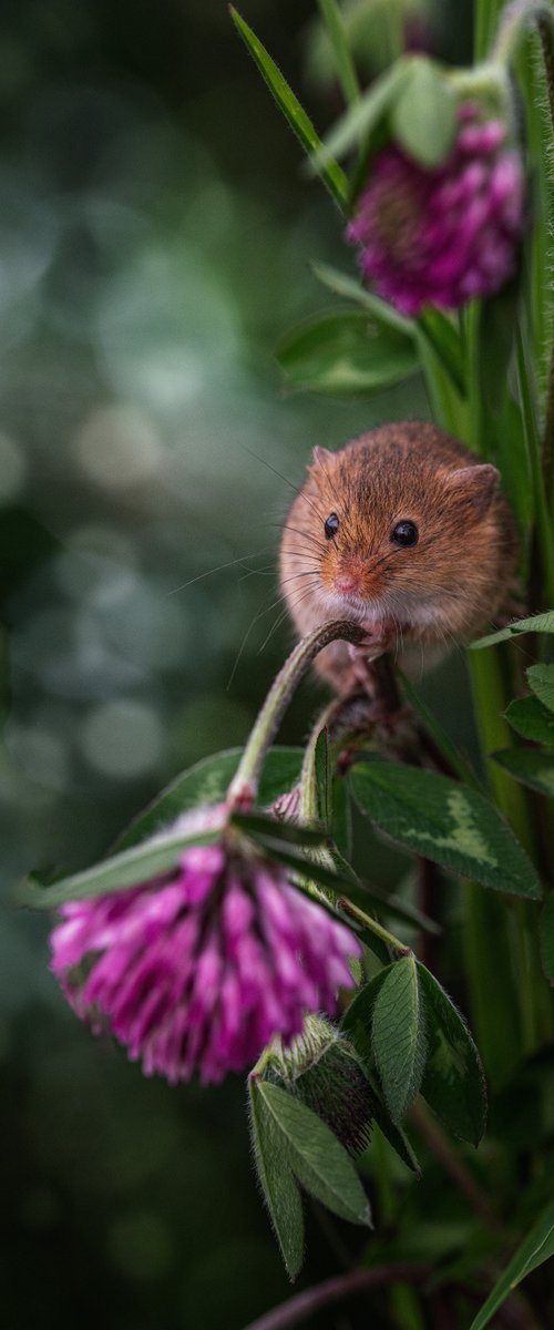 Harvest Mouse in the clover by Paul Nash