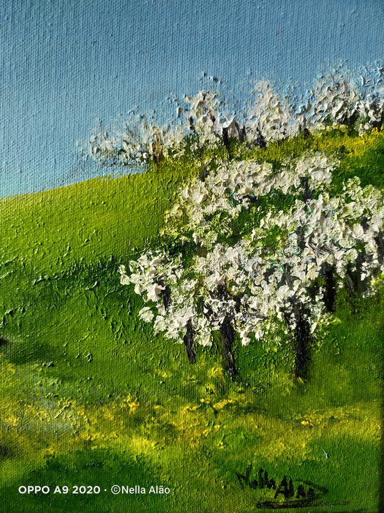 Almond trees in Blossom