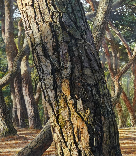 Dawn in the pines
