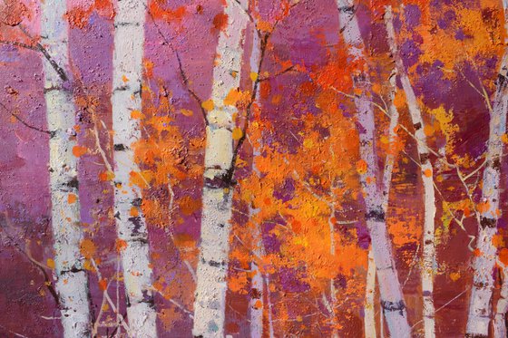 Birch trees forrest 084