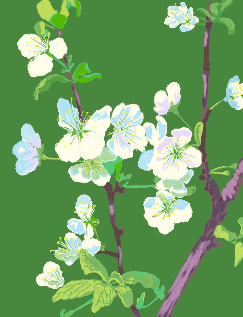 Botanical Giclee Print By Tomas Stanaitis, 12 X 15", Cherry Blossoms In Spring, Original Artwork